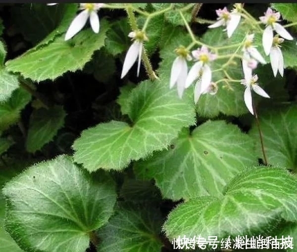 药材|农村有种叶子，形似荷叶，却是名贵药材，清热解毒，湿气一扫而光