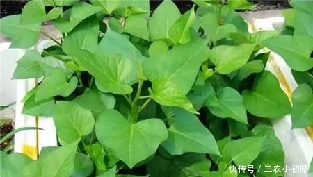 蔬菜中的皇后,比绿萝还美,丢水里一个月窜1米,全家吃了都健康