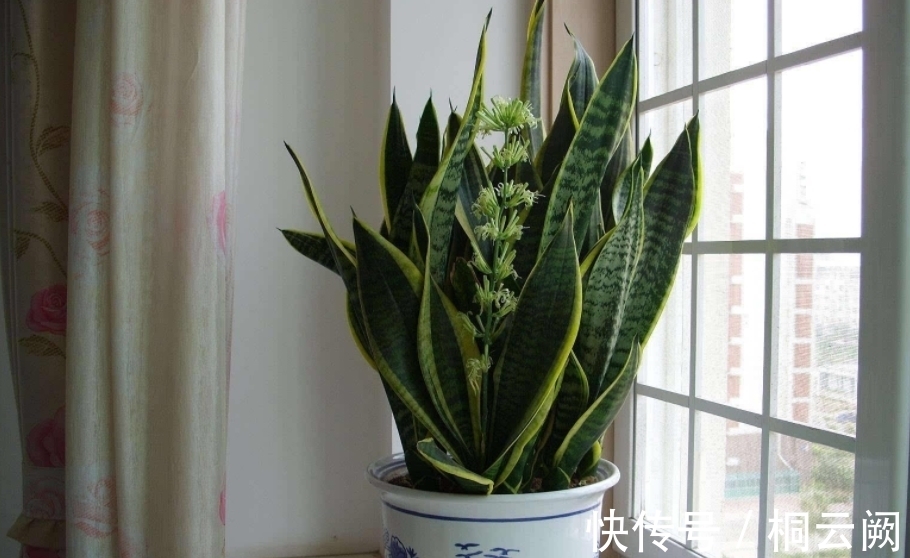 这4种植物虽适合园艺新人练手,但想养好,却需掌握住浇水的诀窍