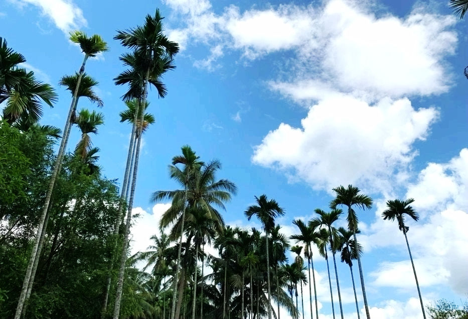 热带经济|美丽的植物园，独特的植物景观——游兴隆热带植物园