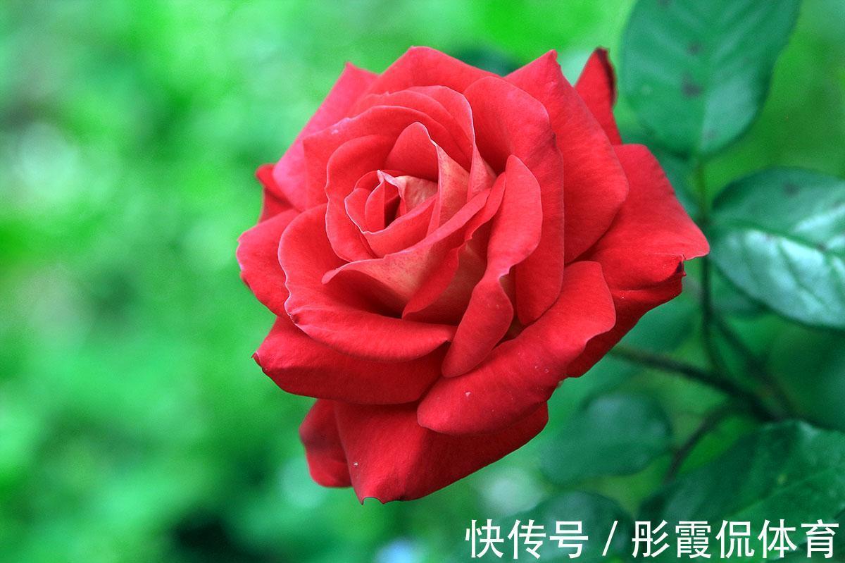 此花世界上种类近万种,被誉为华中皇后,为中国十大传统名花之一