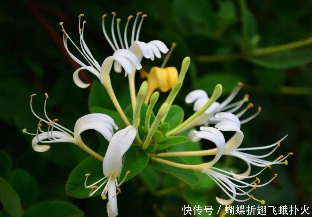 在家这样养金银花,让花朵轻松开满枝头,再也不用花钱买了