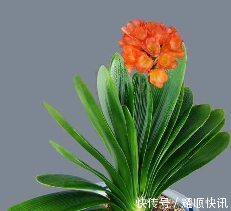 花盆|养君子兰知道这四个小技巧,不积水不烂根,年年开花不是问题!