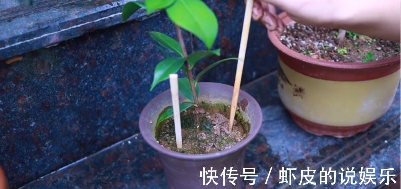 在家养花，最怕盆里出现这个，一浇水就烂根