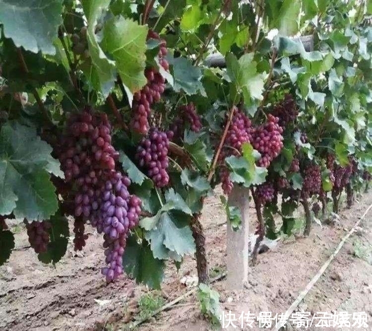 院子里不要乱种树,这6种树不仅能添福旺宅,还能招财纳福