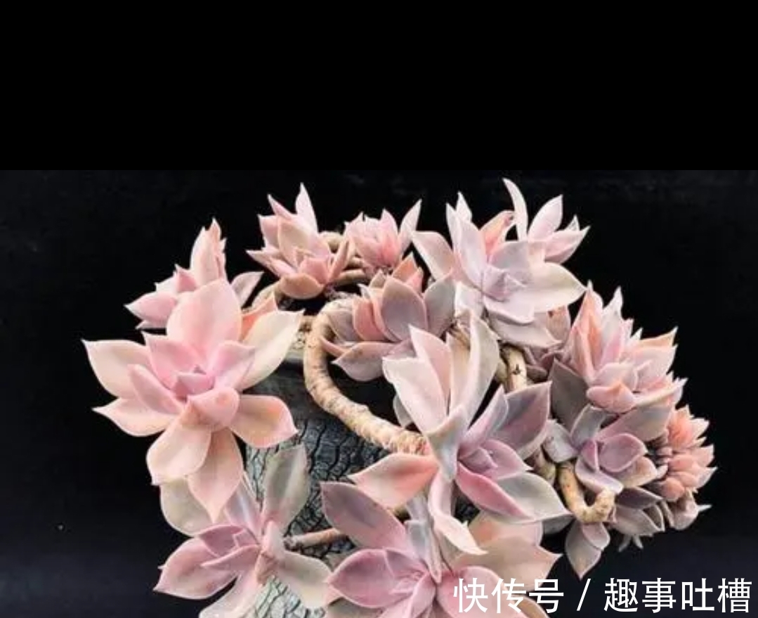 适合12月入手的8种多肉,冬天越晒越漂亮,养再多也不嫌弃