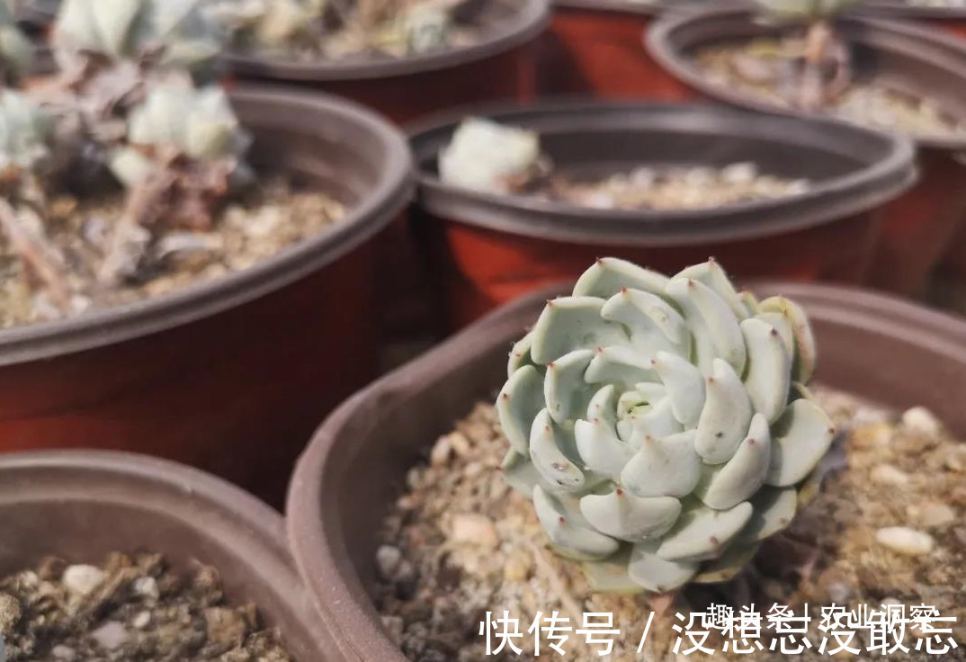多肉植物|农村80后姑娘舍弃万元月薪,回老家大棚种这东西,没想到还很赚钱