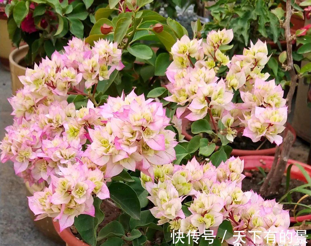 花朵|进入八月,6种花要多晒太阳,越晒花朵娇艳,开花越勤