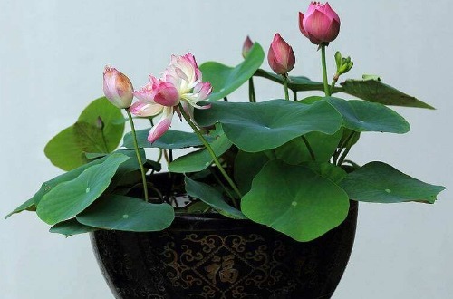 碗莲花儿惹人爱，掌握以下技巧，现在播种，夏天开花不是问题