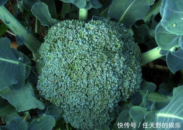 营养|人到中年想长寿,坚持吃3种食物,补充营养,好吃又不贵