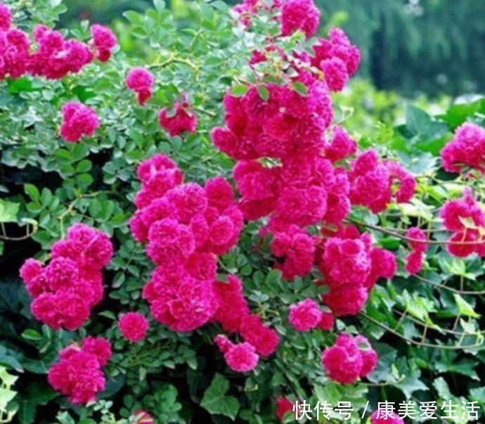 丽花|3种花自带财运，家里养一盆，开花就爆盆，不易生病好养护