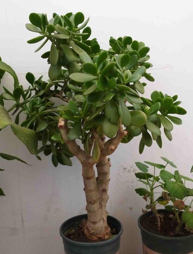 湿润|3种盆栽四季常绿,叶很多很翠绿很好养,在阳台上一直很美