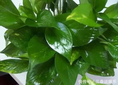 盆栽|“家家都有的营养液,给花卉滴10滴,叶子油光翠绿开花500朵