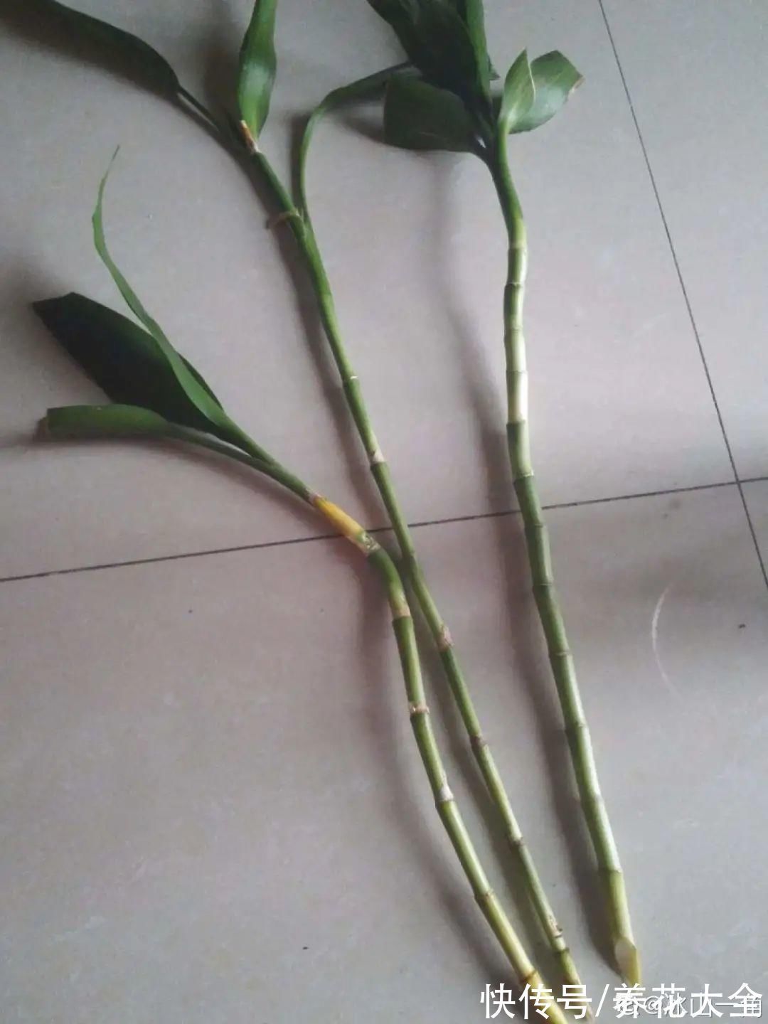 养花大棚倒闭,“贵货花”路边扔了一地,后悔没带个大麻袋