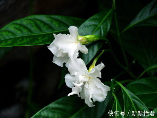 这个花你见过吗 虽然名字不好听 但是非常好看 粉紫色 这个花你见过吗 虽然名字不好听 但是非常好看 粉紫色