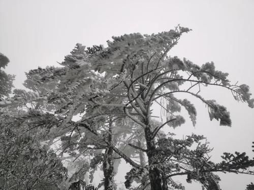 轿子|说走就走！快去轿子雪山与神奇的雾凇同框！