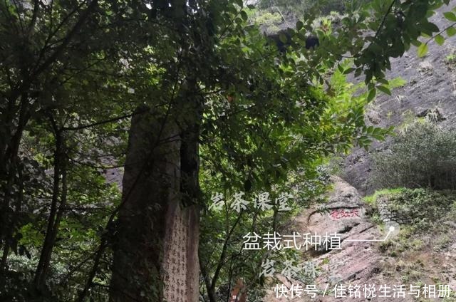 大红袍|武夷岩茶秘辛,三百多年的母树大红袍,为什么长不成参天大树