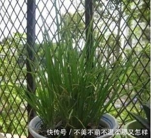 盆栽|家里种上这6种盆栽蔬菜，不长虫不用药，一年到头都吃不完！