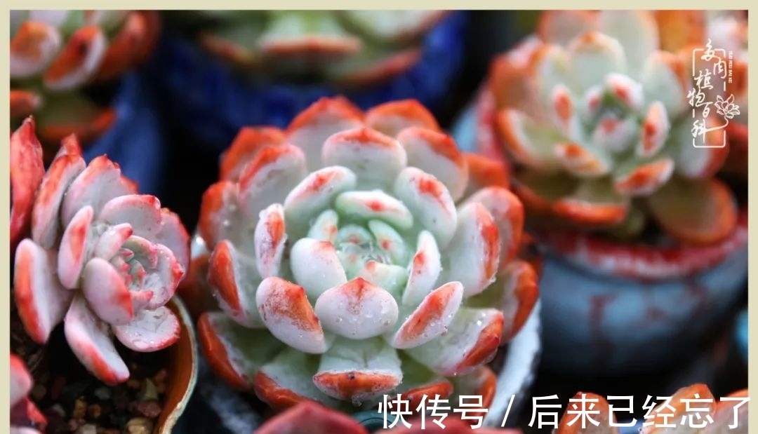 冬天来了,你的多肉让你着迷了吗?