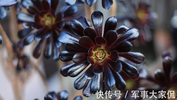 玫瑰|黑色禁欲系“玫瑰”黑法师，季节轮回，养殖当遵从不同的法则