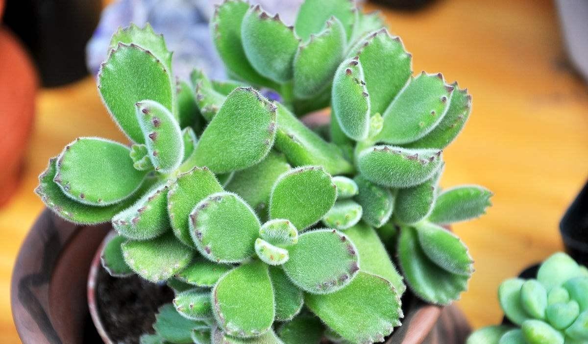 该如何看护多肉熊童子?从这6方面下手准没错