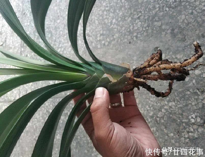 君子兰|君子兰烂根,不要太着急,2种情况酌情处理,大白根重新长出来