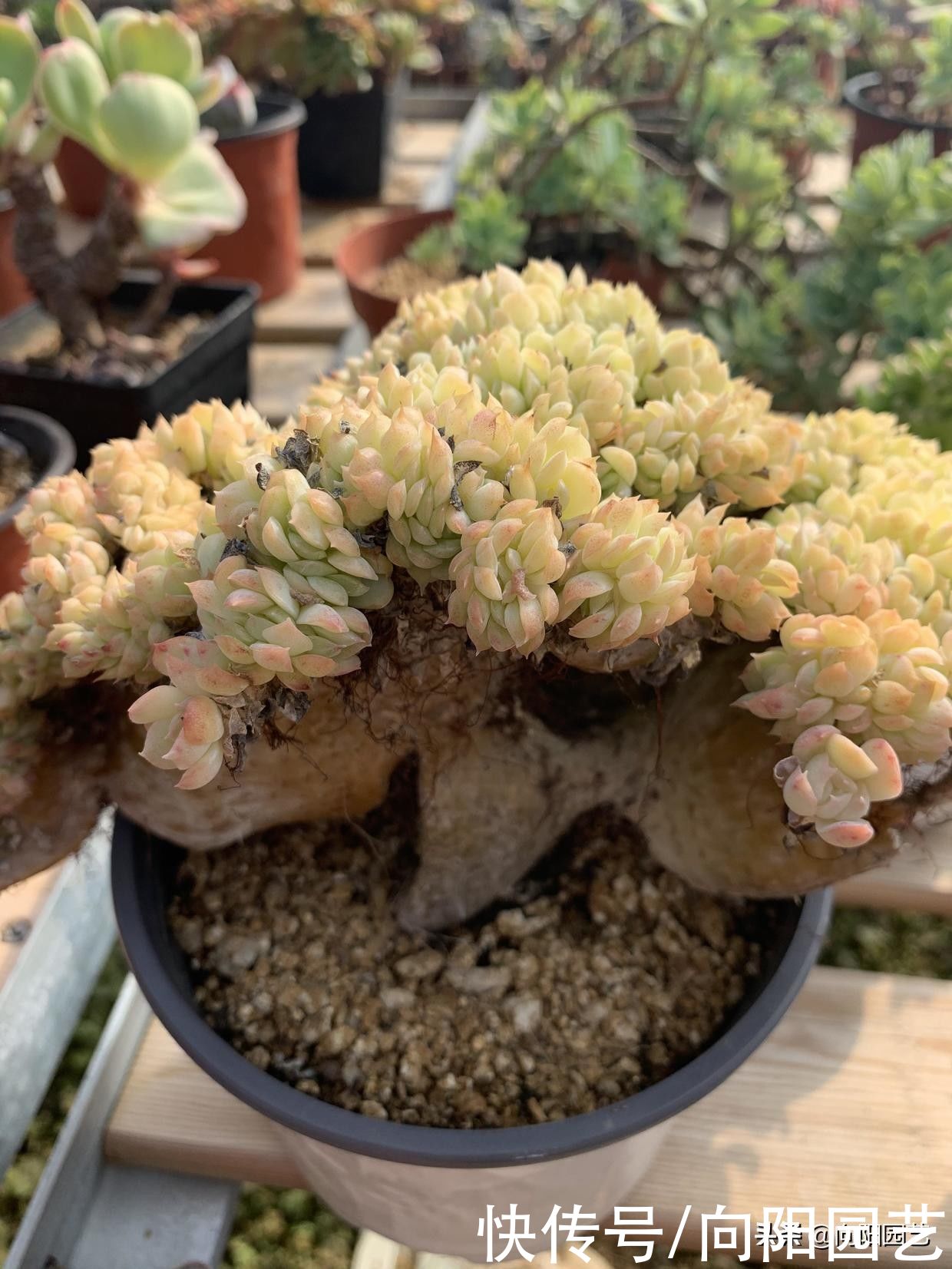 开春买多肉，只买合适的，这几类不要买，别听忽悠小心吃亏