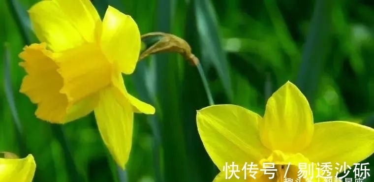 生肖|近段时间，缘分与桃花月老亲自派来，与真爱长相厮守的3大生肖！