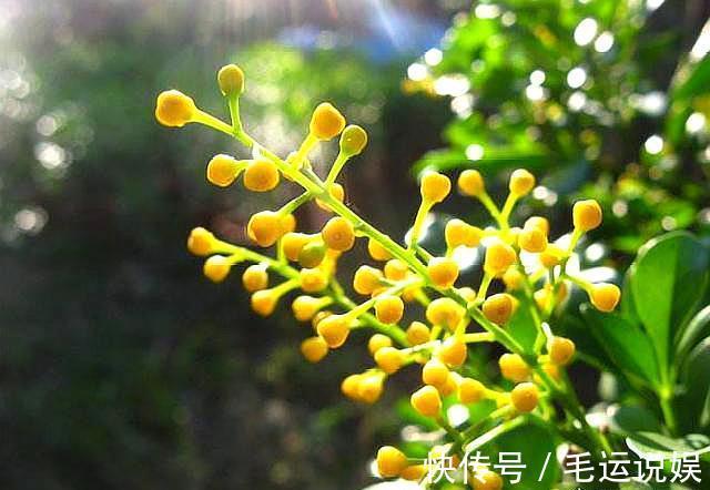 米兰开花香味足，养花“新手”都喜欢，但花朵上的“水珠”莫忽视