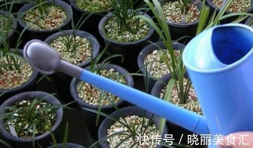 你家的兰花出问题了,其实问题在这里