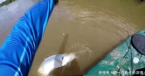 锋利|以为是白鲢鱼,看到鱼的牙齿很锋利就知道不是了,什么鱼呢?