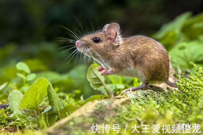 鸿福|生肖鼠8月天赐鸿福进门，因为好运的来临而获得暴涨的机会