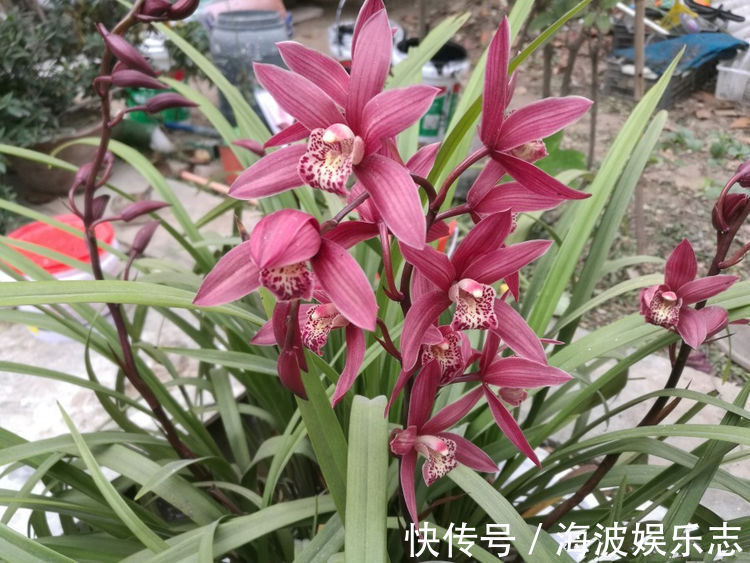 “高档玫瑰”彩纸口红,花开如唇彩,灵动美艳,可以说是精品