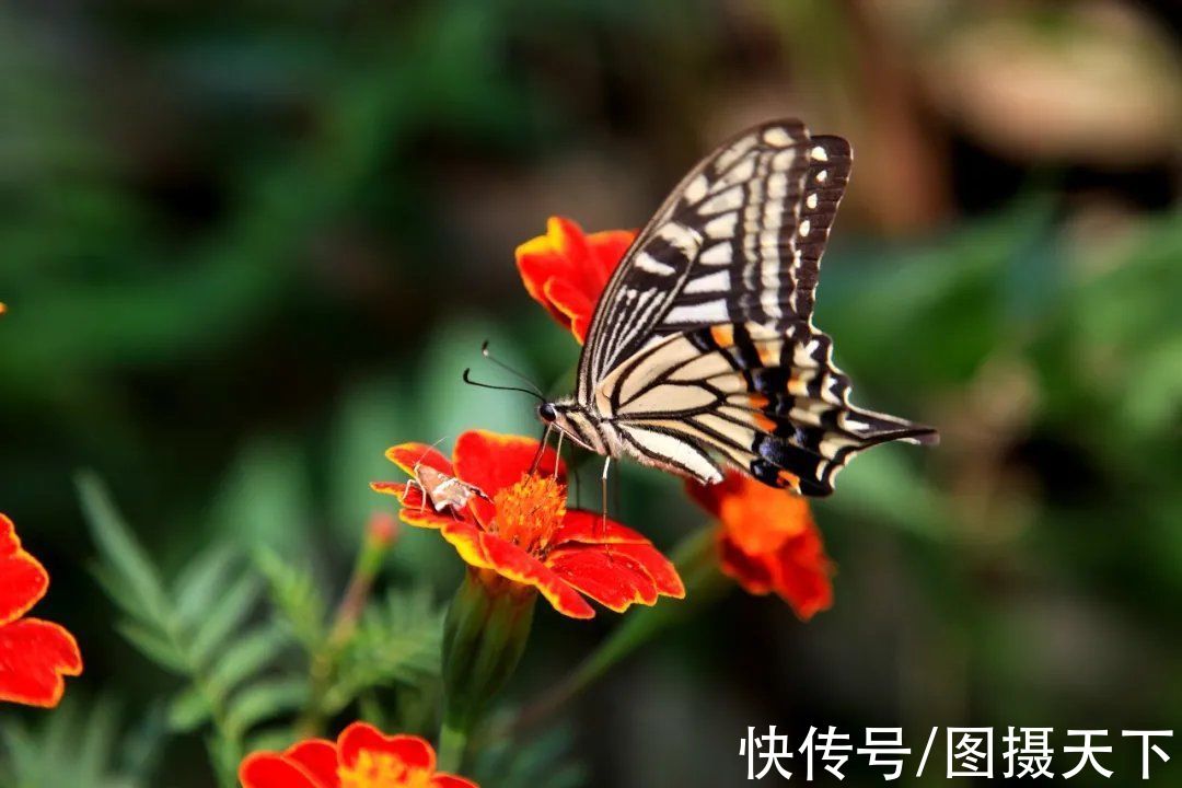 长尾雉|太平峪是北方九寨沟、西安小华山吗？