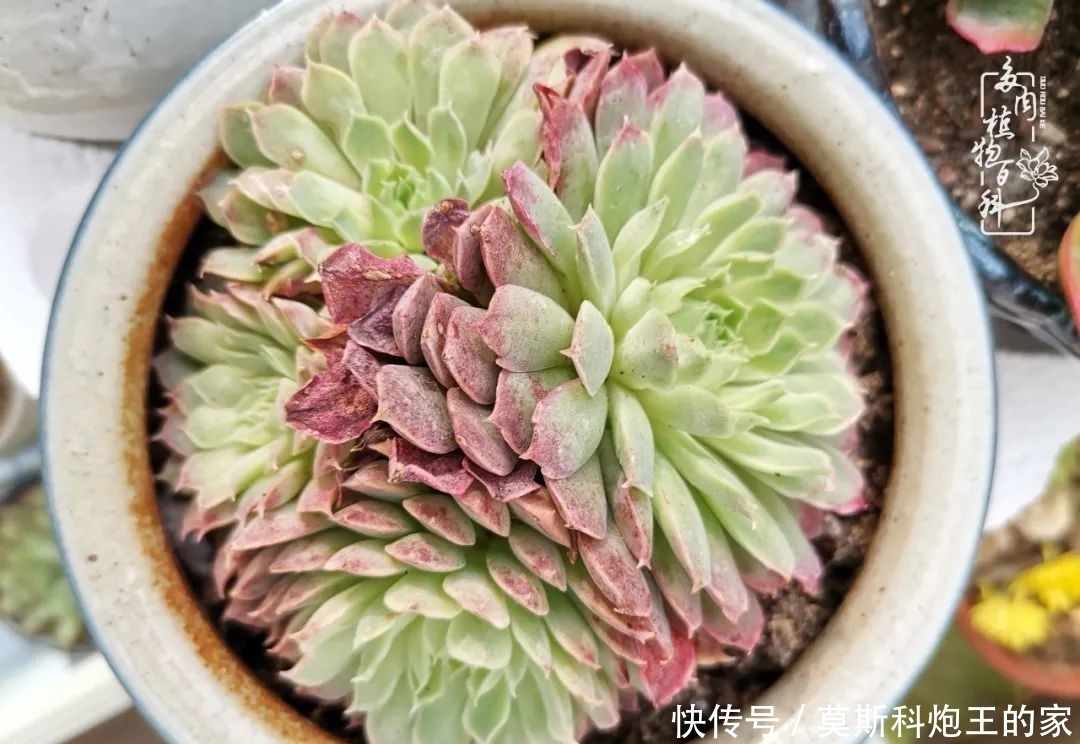 回顾令人难忘的2020年!2021,我定不负美肉不负众望!