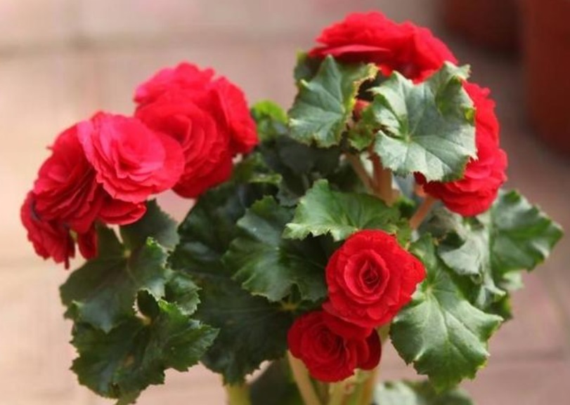 家里养此款花卉，便宜又好养，花开娇艳美不胜收，一年四季都赏花