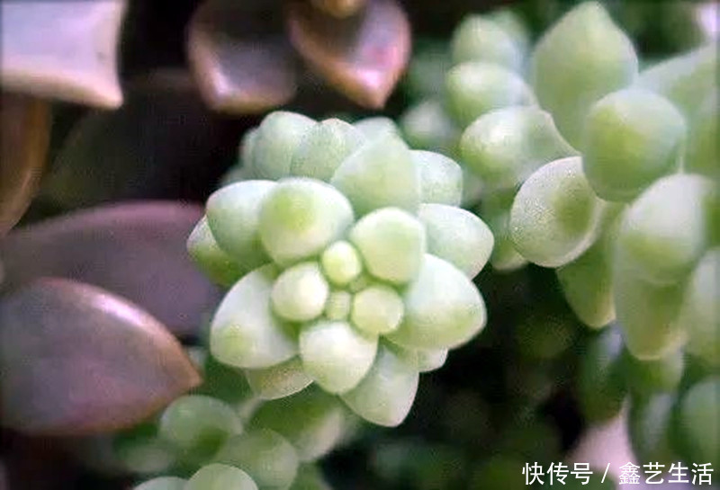 最全多肉养护法!十足干货!自己收藏就不用问别人啦!