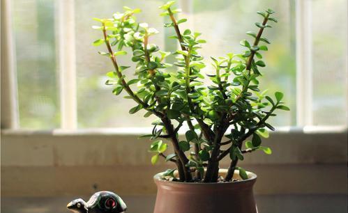 光照|金枝玉叶这么养,枝干苍劲有力,造型漂亮颜值高,变成盆景价值大