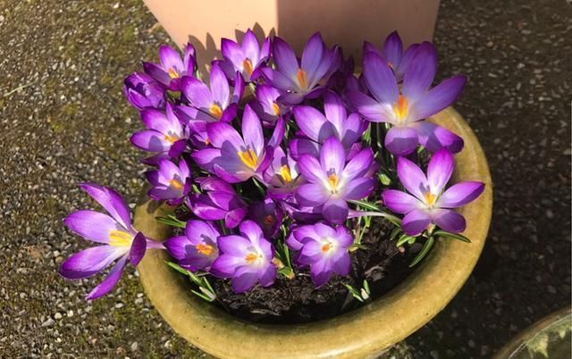 西红花|告别绿萝吊兰，此花更好养，丢土里就行，漂亮有芳香，是盆栽佳品