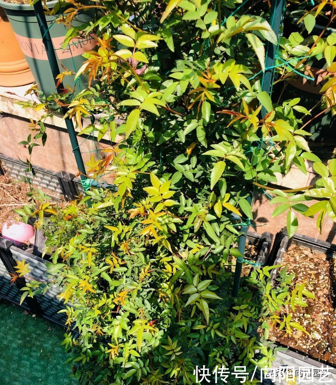 3种花，种到庭里，开花超多，比爬山虎都能长，夏天开成花墙