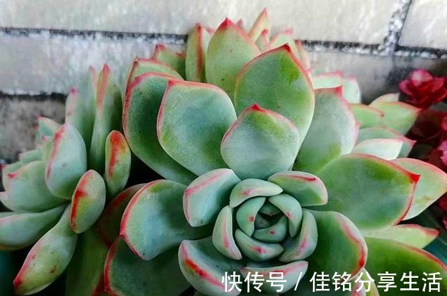 多肉“出汗”不可怕,证明活得很健康,但出汗后要特别注意通风!