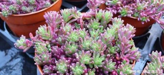 5种多肉最容易爆盆,好养好看还易爆盆,适合新手和懒人