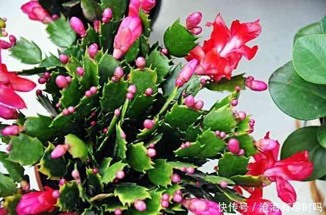 最好用的催花水,1周仅用1次,啥花也喜欢,呼呼开爆盆