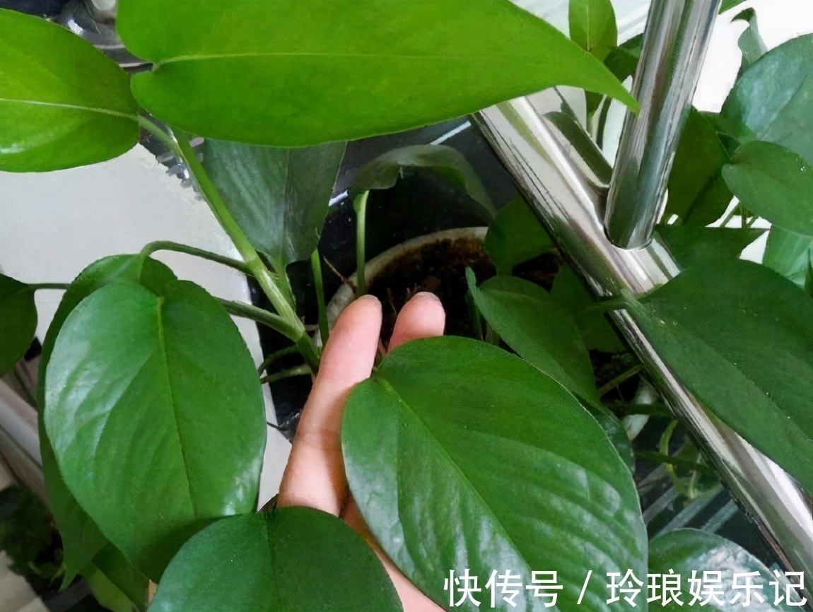 香蕉皮|告诉大家一个秘密:香蕉皮养花,有很多大众不知道的用法哦!