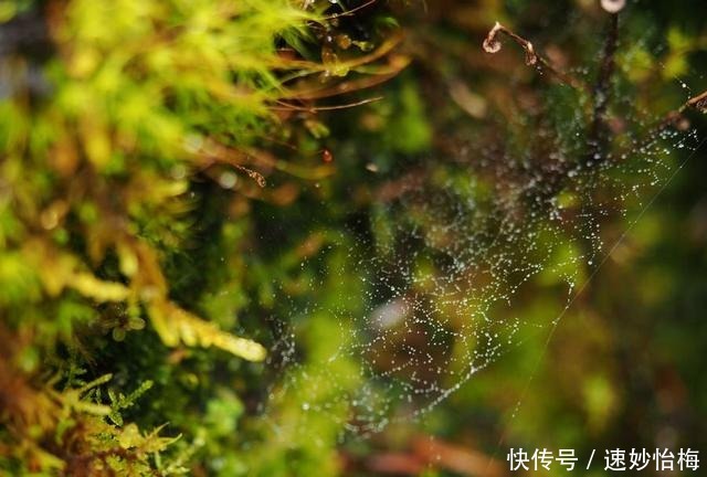 又美又神奇，然而却头号坑爹的景点，海螺沟必须榜上有名