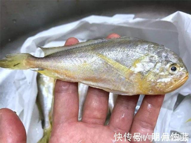 营养|它常被错认成黄花鱼,但要比黄花鱼营养美味,却没有几人知道