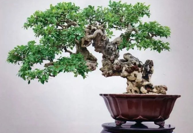 收藏|惊艳的6大盆景造型,中国植物艺术的巅峰,收藏起来