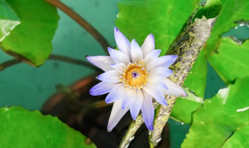 种植|喜欢水生植物却不知道养什么?这几种水生植物推荐给你,漂亮又好养