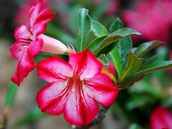 新手养花,不如养盆花中精品“歌剧”,花色渐变,花开高雅华贵