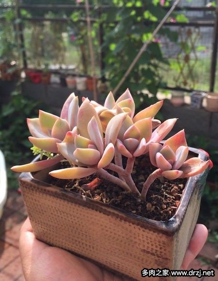最容易出状态的多肉植物品种 快资讯